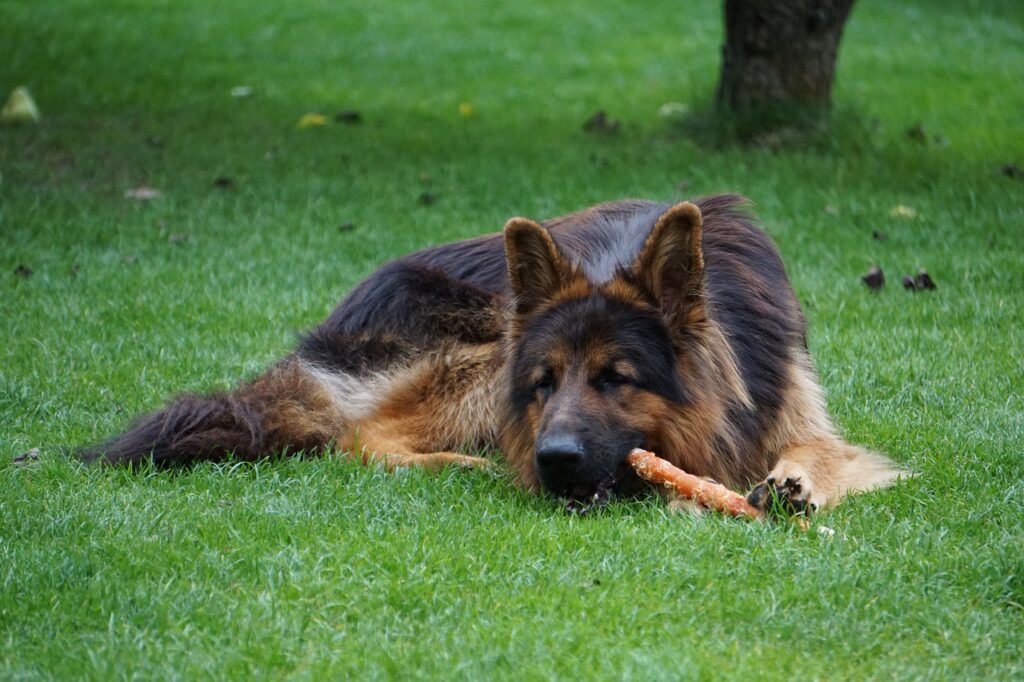 best smoked bones for dogs