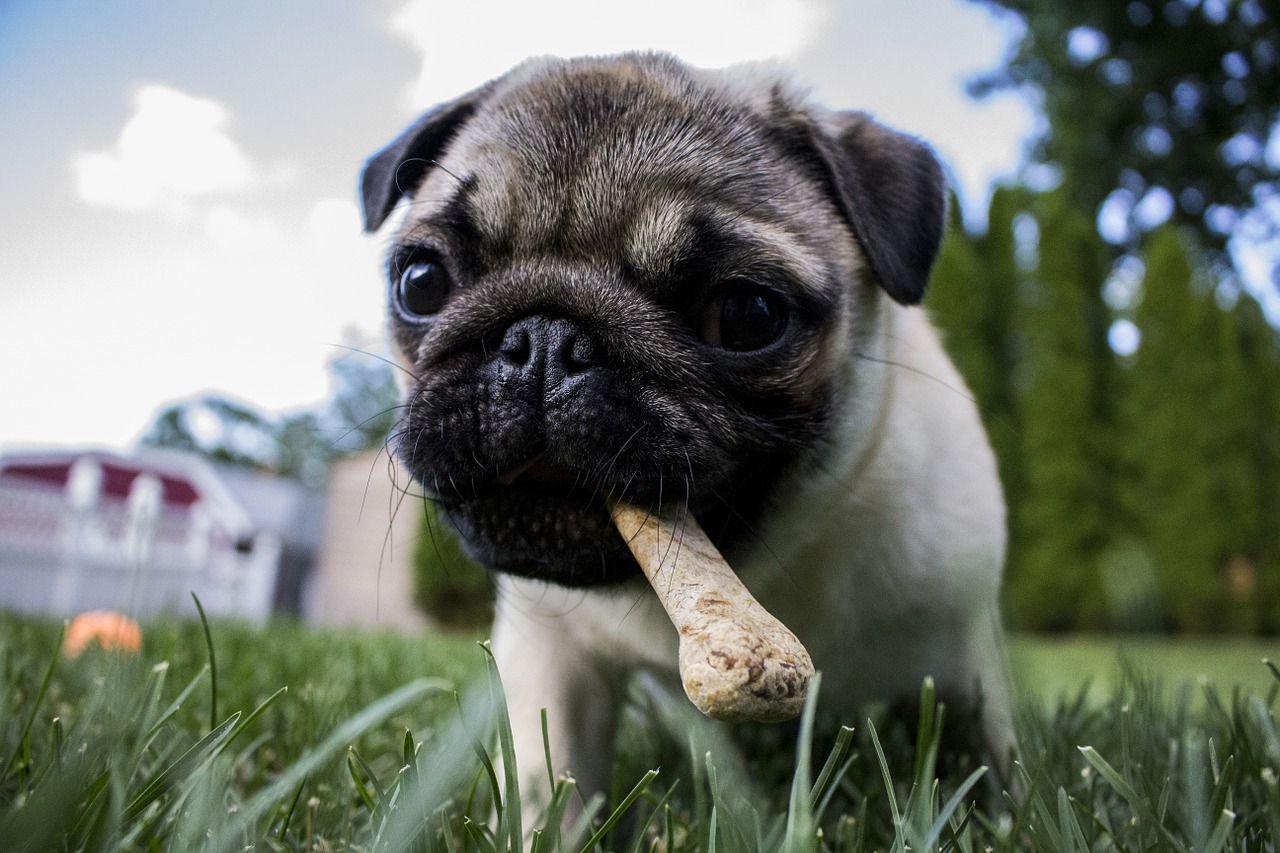 Dog Dental Chews for Sensitive Stomachs