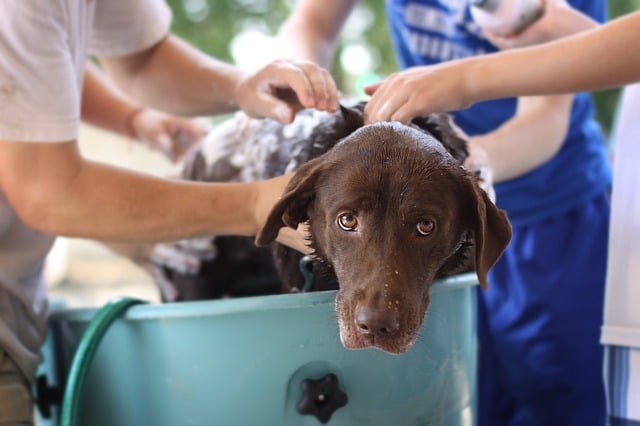 Can You Use Dove Shampoo On Dogs