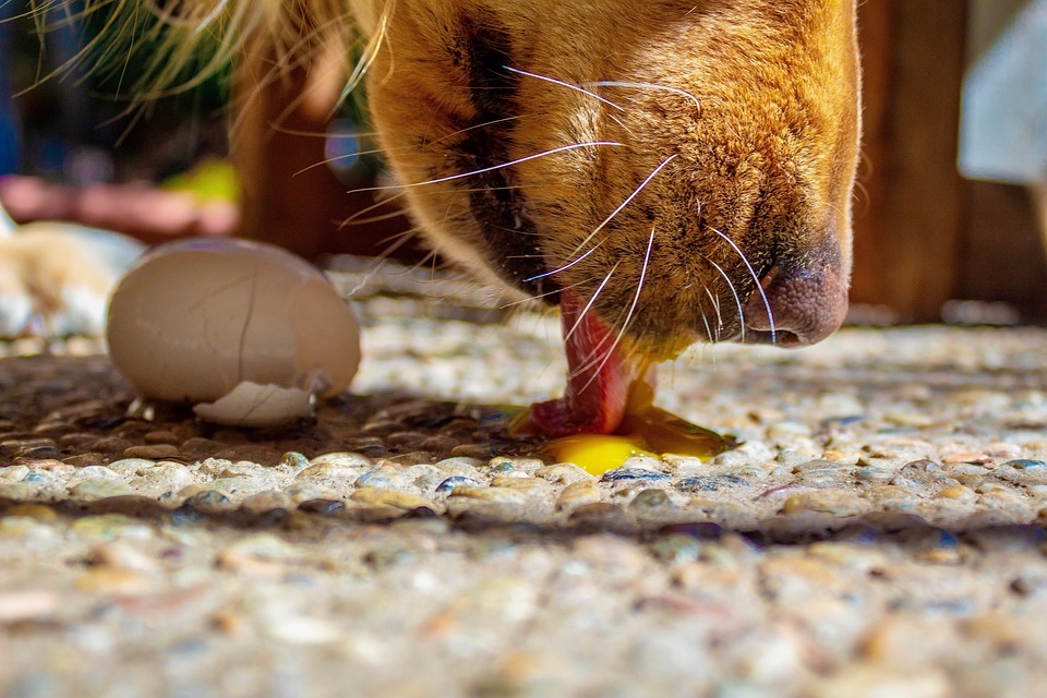 dog eting egg