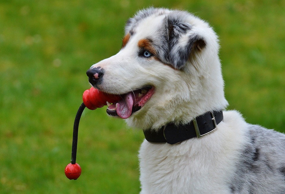 Want To Boost Your Dog’s Recall? 7 Ingredients to Include In Your Homemade Treats