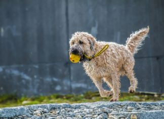 Best Dog Toys You Can Put Peanut Butter in