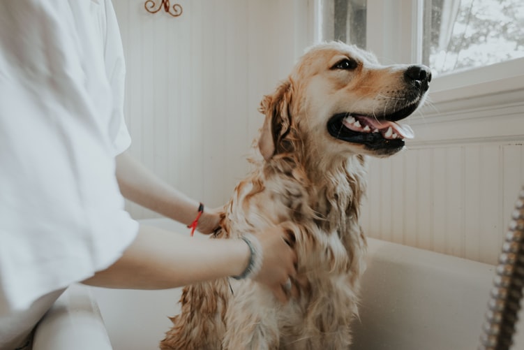45 Simple Remedies for Dry and Itchy Skin in Dogs