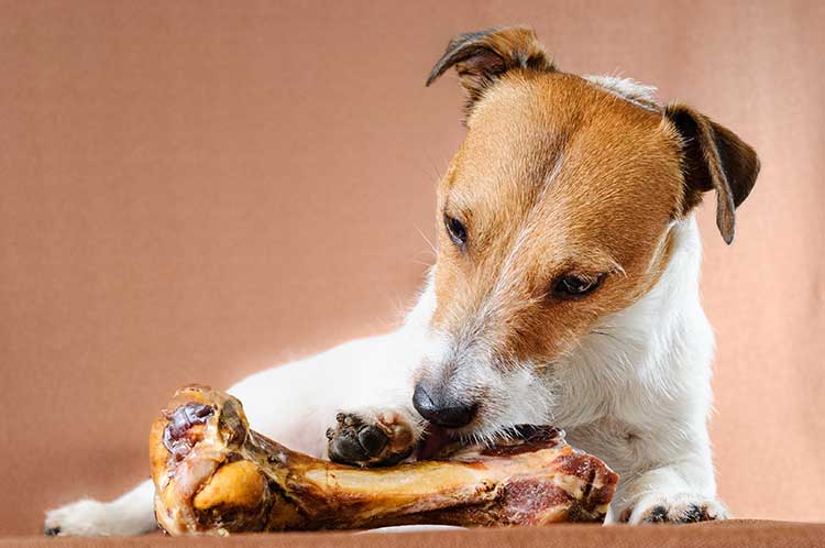 Can A Ham Bone Kill A Dog