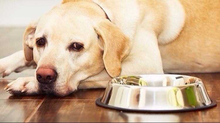 Protein Allergy in Dogs: What Every New Dog Parent Must Know