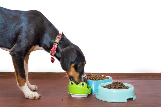 15 Insanely Smart Ways to Find Cheap Dog Food