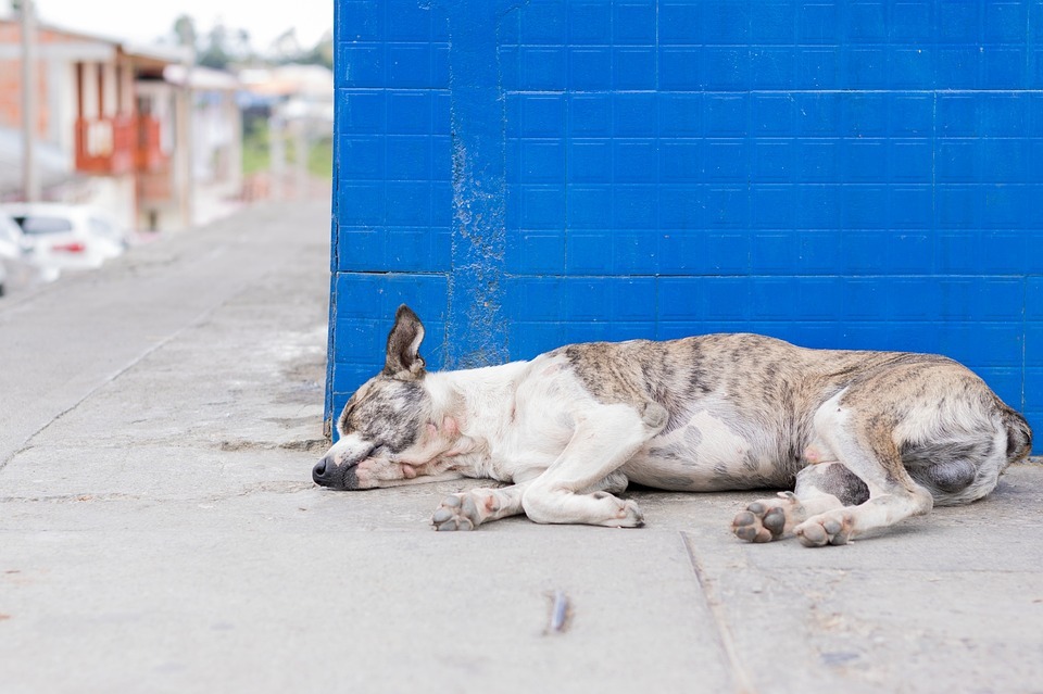 Will a banana help a dog with diarrhea?