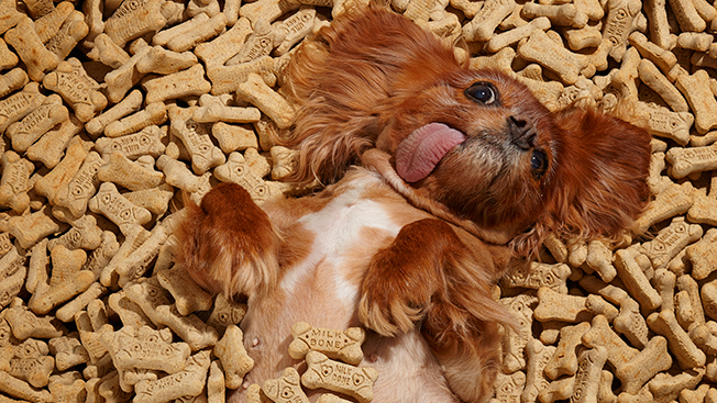 Are Milk-Bone bad for dogs?