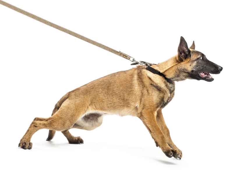 Dog Boarding For Aggressive Dogs: Everything you Need to Know - Healthy