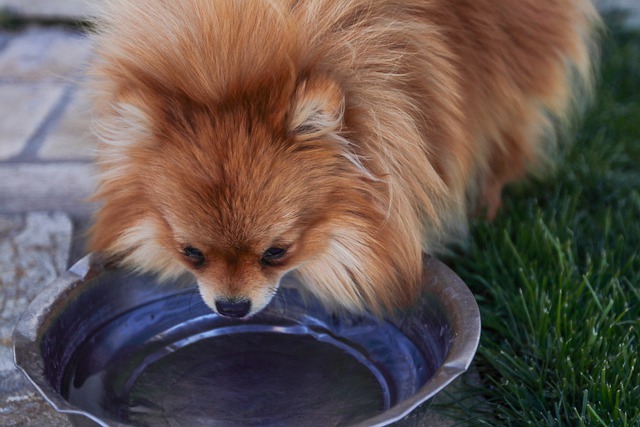 25 Best Dog Bowls That Slow Down Eating