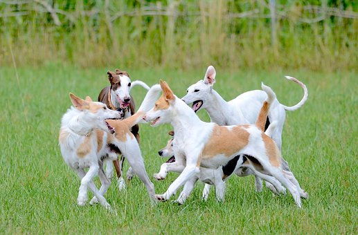 Dog Boarding For Aggressive Dogs: Everything you Need to Know - Healthy