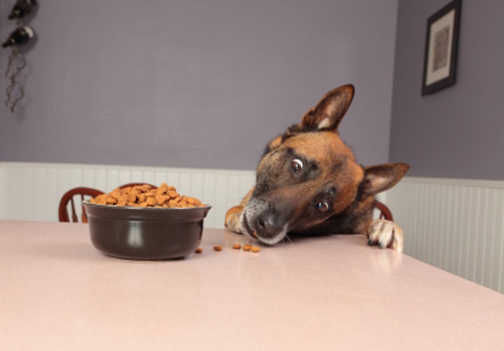 12 Easy Tips to Stop Your Dog from Stealing Food off the Counter