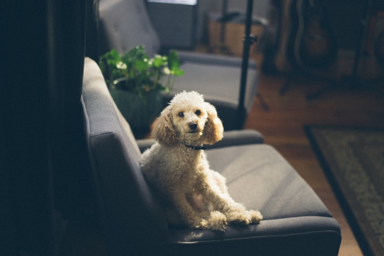 dog proof couch covers