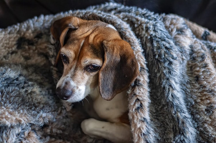 15 Best Chew Proof Dog Blankets for Heavy Chewers