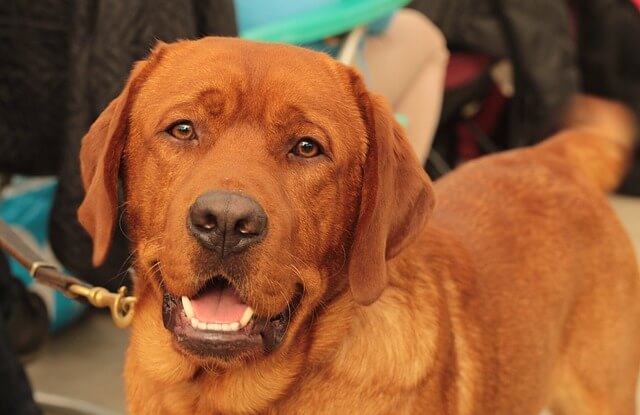 fox red labrador teddy