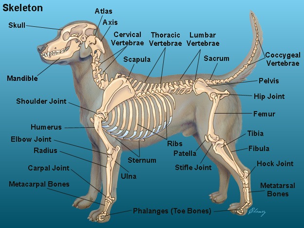20 Basic Dog Anatomy Facts for Beginners