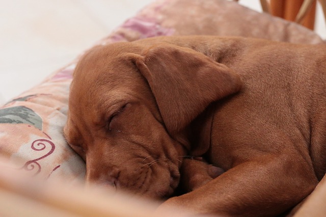 Do wood chips keep dogs warm?