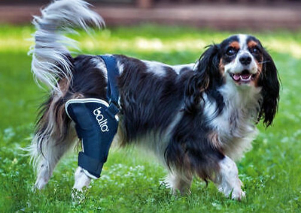 10 Best Dog Knee Braces for Dogs with Luxating Patella (Grade 1 & 2)