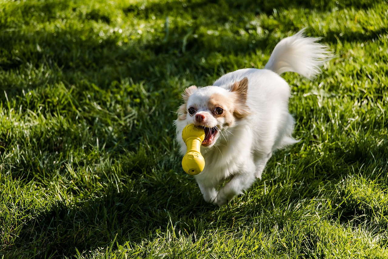 Freezable Teething Toys for Puppies