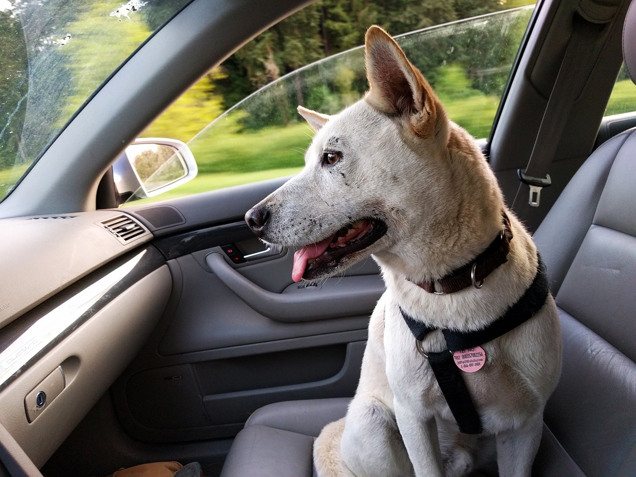 Dog console car seat
