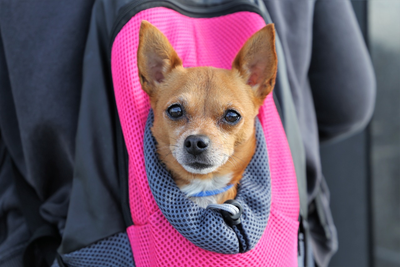 15 Best Pet Carriers with Wheels and Handles