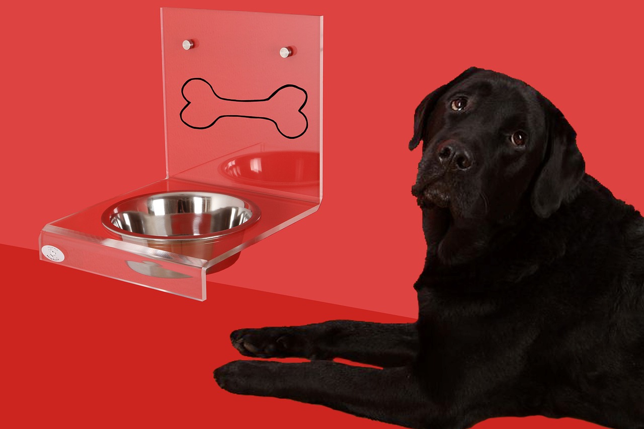 18 Best Elevated Dog Bowls for Great Danes