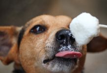 Can Dogs Eat Sour Cream?
