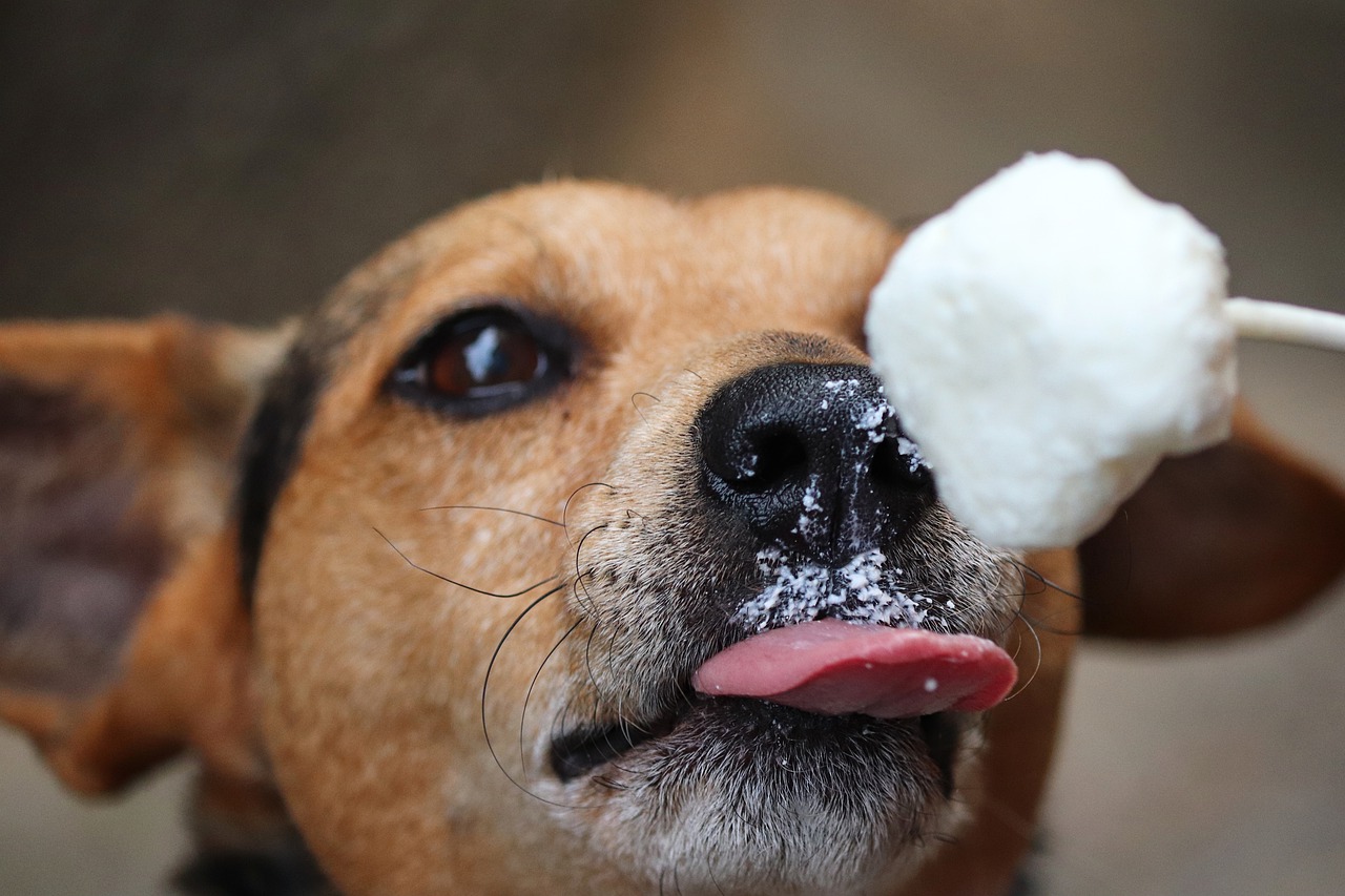 Can Dogs Eat Sour Cream? - Healthy Homemade Dog Treats
