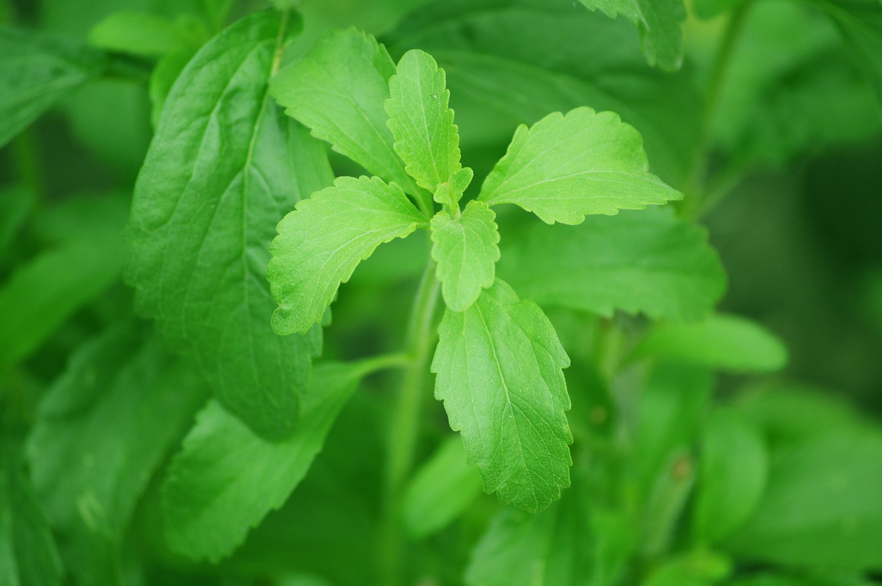 Is Stevia Safe for Dogs?