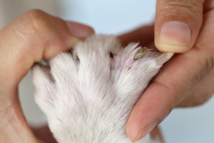 How to Remove a Tick from a Dog with Vaseline