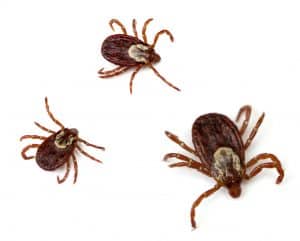 How to Remove a Tick from a Dog with Vaseline