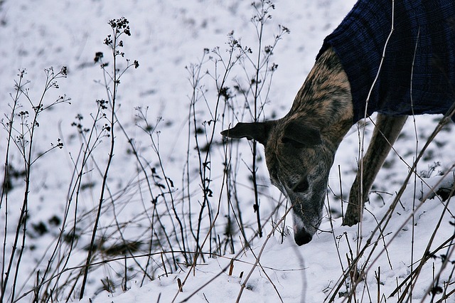 Why Do Dogs Eat Poop in the winter?