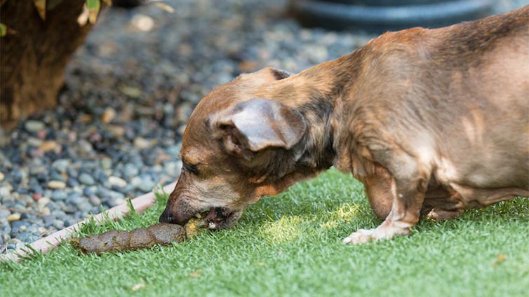 why does pumpkin stop dogs from eating poop