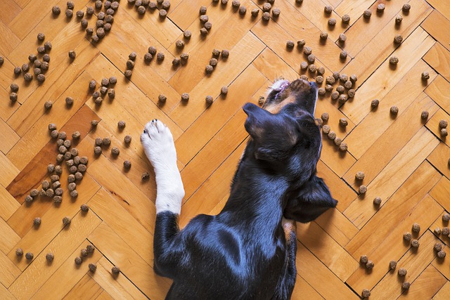 Dog Foods for Poop Eaters