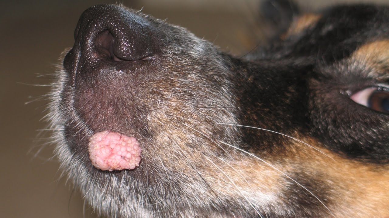 papilloma dog ear