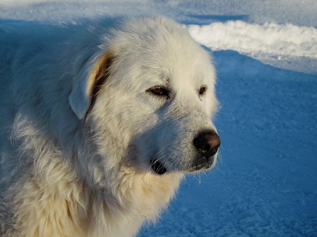 do great pyrenees have 6 toes