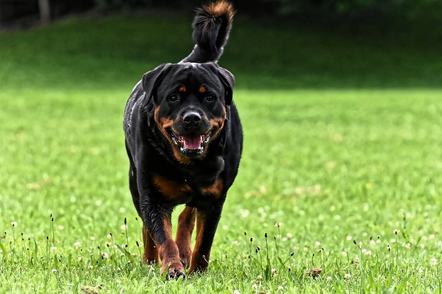 are rottweilers lap dogs