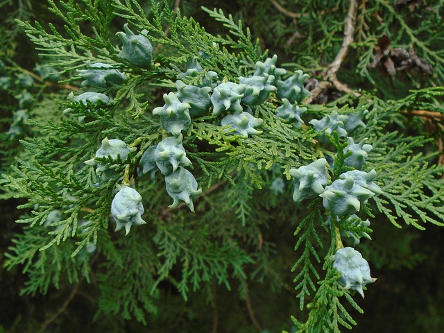 Thuja for Dog Warts