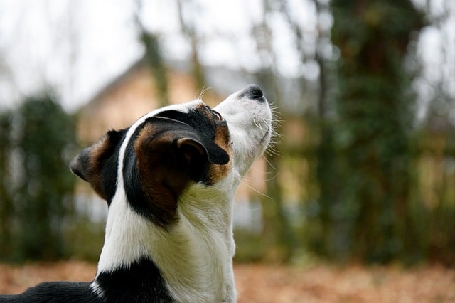 peppermint oil and dogs