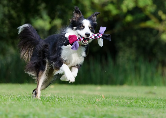 should you breed a dog with an overbite