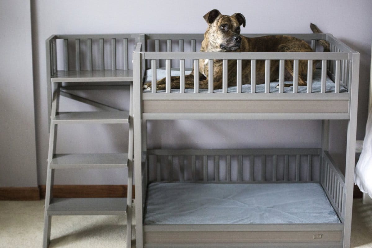 12 Bunk Beds for Dogs (Recommended for Multi-dog Households)
