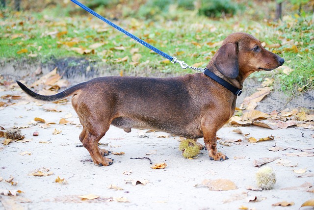 What dogs like to bury bones?