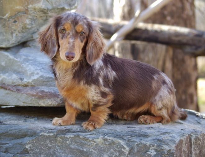 Tri merle 2025 long haired dachshund