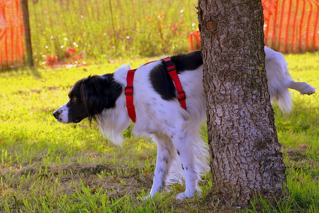 How Do I Stop Neighbor’s Dog From Peeing in My Yard? (20+ Ideas) - Healthy Homemade Dog Treats