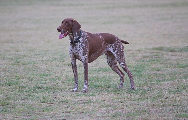 is a german wirehaired pointer a good family dog