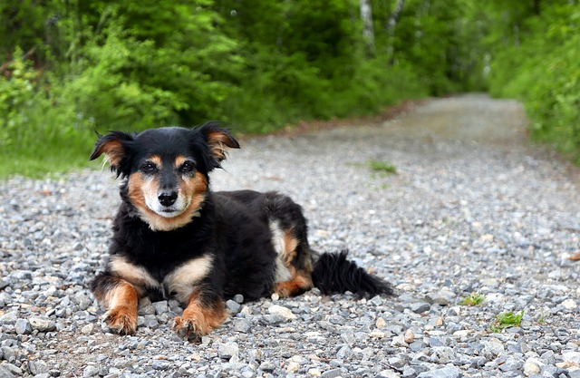 is deer poop harmful to dogs