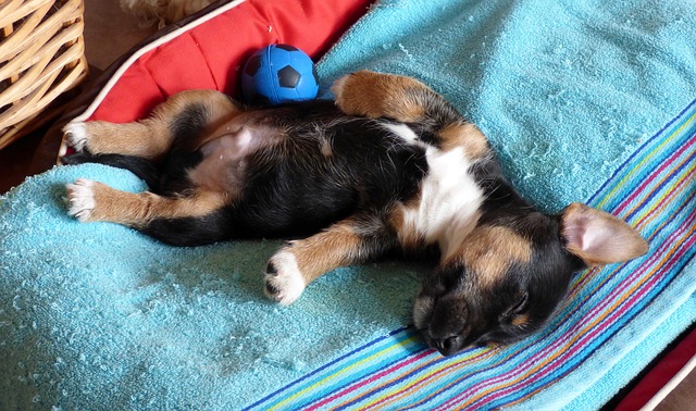 15 Lazy Dog Breeds that Don’t Shed