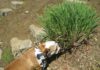 Is Lemongrass Oil Safe For Dogs?