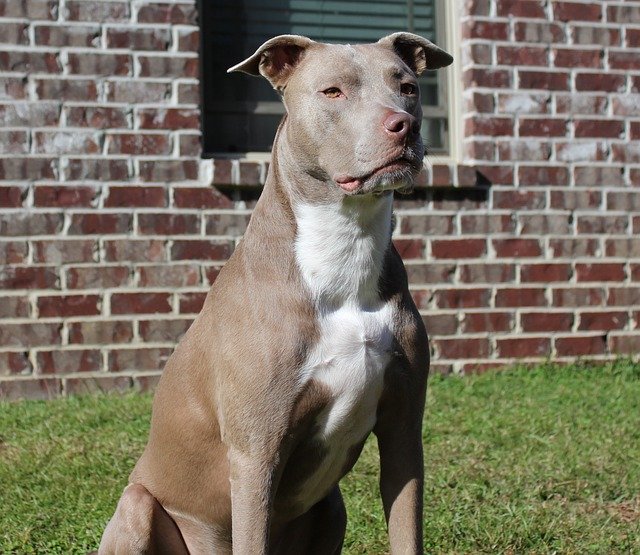 Pros and Cons of Owning a Blue Fawn Pit Bull