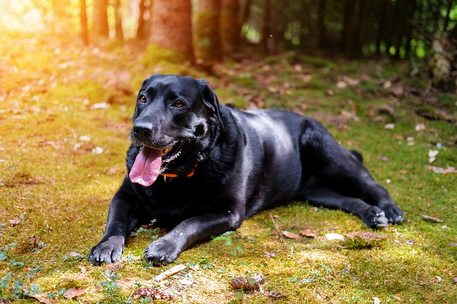 What breed of dogs have dark tongues?